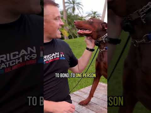 3 Reasons Why YOU Should Get a Doberman