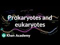 Translation in Prokaryotic and Eukaryotic Cells