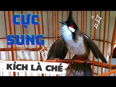 Luyện chào mào hót căng lửa, QUÁ HAY - CHÉ KÍCH BỔI CĂNG ĐÉT, Cách luyện chào mào hót sáng, chao mao