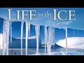 Survival and Challenges in Polar Regions