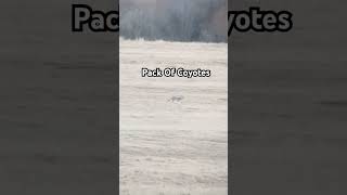 Pack of coyotes in Montana #coyote #viralvideo #fypシ #animals