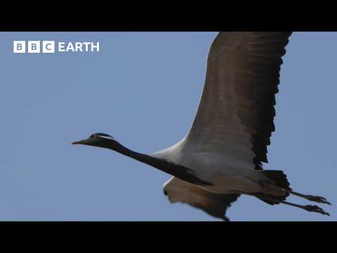 Migrating Cranes Face Deadly Attacks Over the Himalayas | BBC Earth