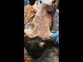 Cat Muscle Identification