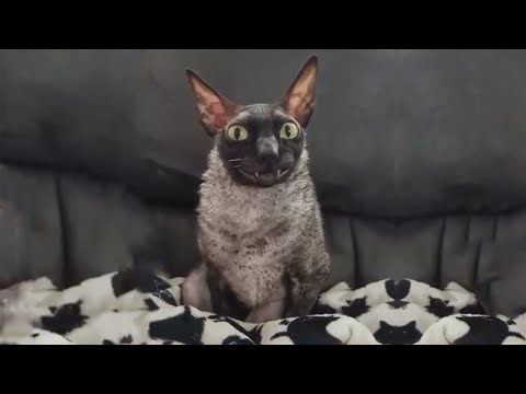 SCARIEST CATS ON THE PLANET! (Halloween Special)