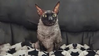 SCARIEST CATS ON THE PLANET! (Halloween Special)
