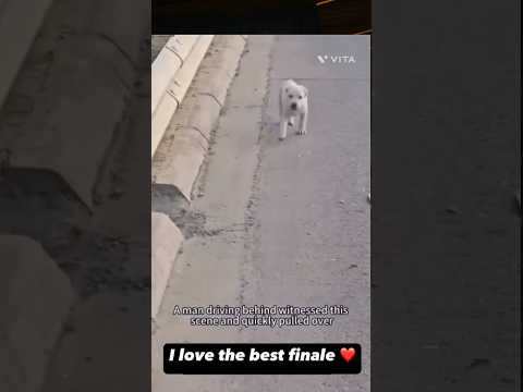 ഓടിവാടാ മുത്തേ🥰🥰#streetdog#petdog#petcare#petlover