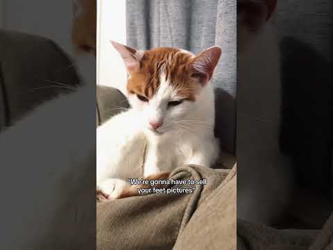 Cats understand English well!#cat #funny #funnyvideo #fyp #animals #usa