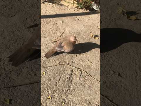 Why does this bird spin around?Plese subscribe chanal thanks 🙏🏼