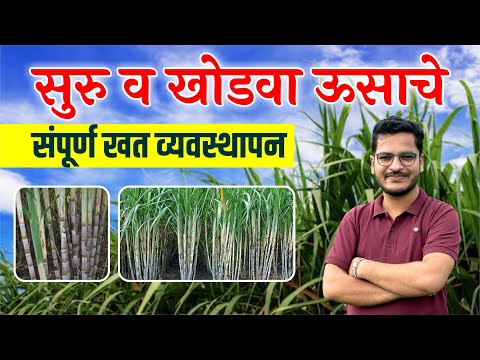 सुरु व खोडवा उसाचे संपूर्ण खत व्यवस्थापन / suru khodva Usache sampurn khat vyavthapn