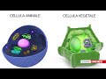 Struttura e Funzione delle Cellule