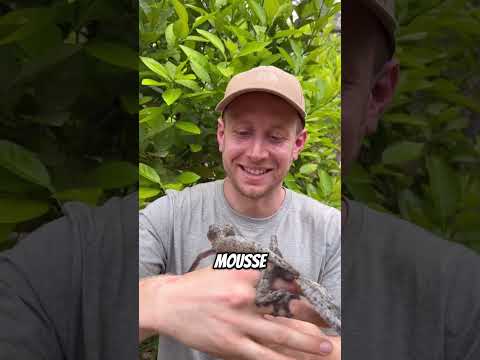 Ces animaux disparaissent comme des fantômes – Le dernier est un vrai génie 😨