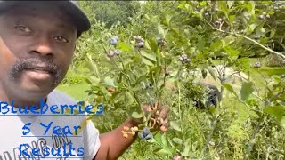 If You Build it They Will Come!!! Blueberries Taller Than Me….