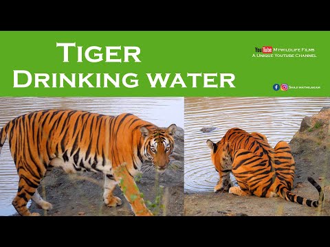 Tiger Drinking water @ kabini | Tiger Cinematic l Shaji Mathilakam | Wildlife Film maker