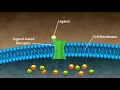 Receptor Mechanisms and Signal Transduction