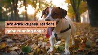 Are Jack Russells Good Running Dogs?