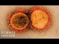 COVID-19 Virus Mutation and Immunity