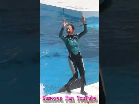 天才シャチ「ラビー」とキレッキレ「スカイロケット」 鴨川シーワールド シャチショー KamogawaSeaWorld  orca killerwhale