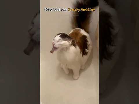 Cats Who Are Simply Amazing