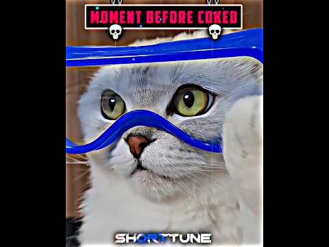 Cat IQ +9999☠️