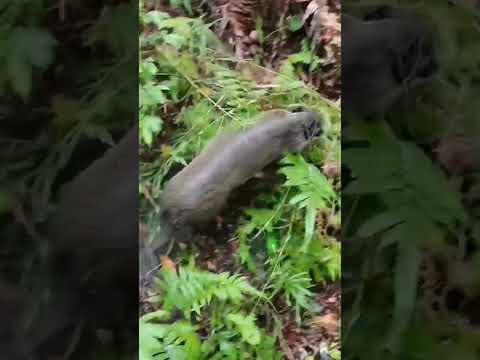 GEROMBOLAN BABI HUTAN LANGSUNG KELUAR #Short
