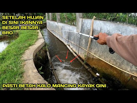 Mancing di Selokan Setelah Hujan Dapat Ikan Besar Besar #LM09