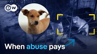 YouTube video thumbnail: Undercover in Romania's Abusive Dog Shelters