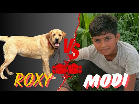 ROXY VS MODI G WON CAN WIN FIGHT ! MISS YOU KITTO @Ankit.dog.kennel @RitikDogKennel177