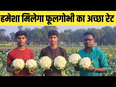 फूलगोभी के किसान बर्बाद! इस तरकीब से मिलेगा High Rate | फूलगोभी Price Today // phool gobhi ki kheti