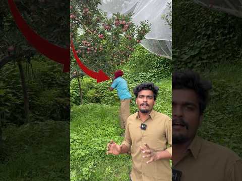 See full video👆ఆపిల్ లోడ్ కోసం ఆపిల్ తోటలోకి వచ్చాం #manatruckvlogs #driving #driver