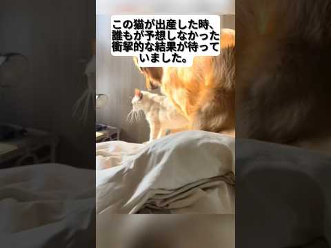 #cat #実話 #真実の物語