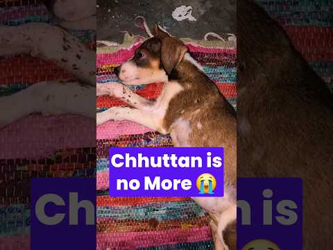 "Chhuttan" is No More ðŸ˜| Puppy Died | #shorts #dog #minivlog #puppy