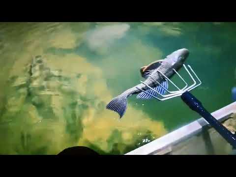 Daily Line Fishing in river at home #fishing #fishingvideo #linefishing #fishingtips