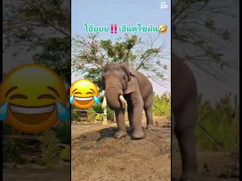 พ่อดูช้างเต้น #เอ็มcover #ครอบครัวบันเทิง #ฝากติดตาม #comedy