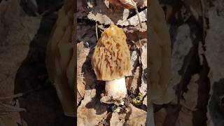 ЯД В СМОРЧКАХ и в Сморчковых шапочках!!! Можно ли их кушать? ЧТО ДЕЛАТЬ?