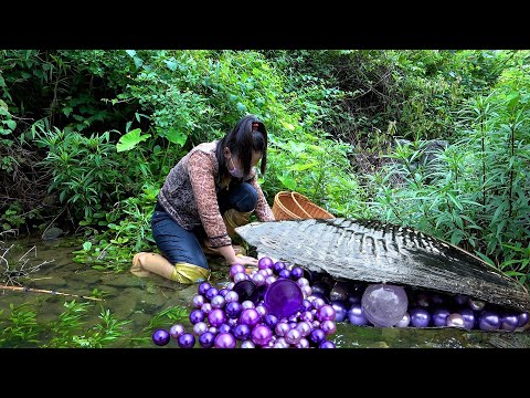 😱🎁🎁The freshwater giant clams here nurture perfect purple pearls, precious and charming