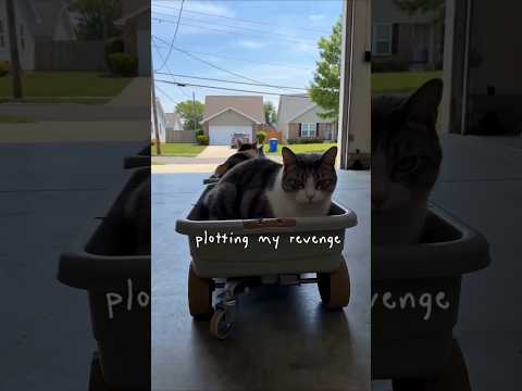 One of These Cats Is Definitely Planning Revenge 😂 #funnypets #Cats #pets #cat #animals #diy #lol