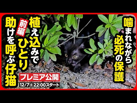 【子猫 保護】目の前は道路...植え込みでひとり鳴き続ける子猫を保護しました【前編】