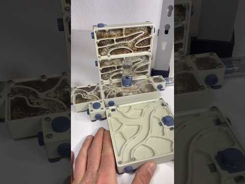 J’agrandis ma fourmilière (partie 1)