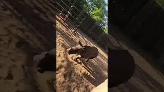 Flashback Friday: Peter gets the zoomies