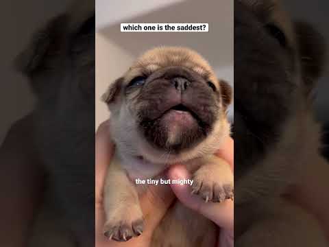 Puppies crying compilation 😭 #shorts