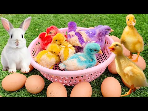 Catch Cute Chickens, Colorful Chickens, Rainbow Chicken, Rabbits, Cute Cats, Ducks, Animals Cute