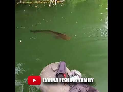 ๐ฃ Silure attaque magique dans mes palmes ๐ฑ #fishing #pรชche #silure #bigfish
