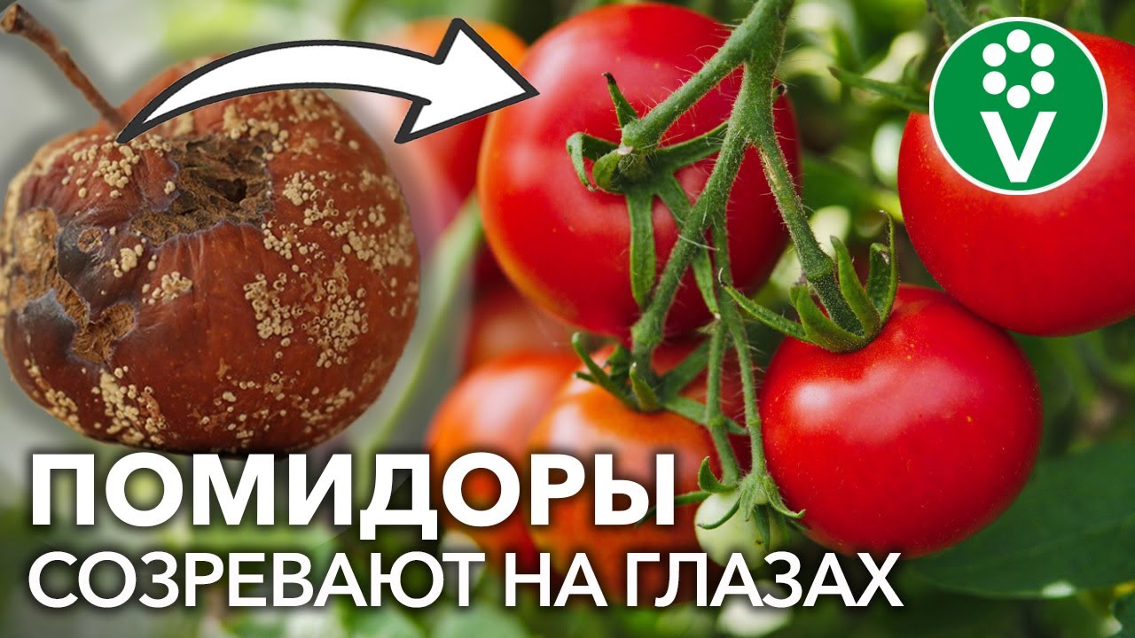 Гнилые яблоки кладу под томаты, и они созревают на глазах прямо на кусте!