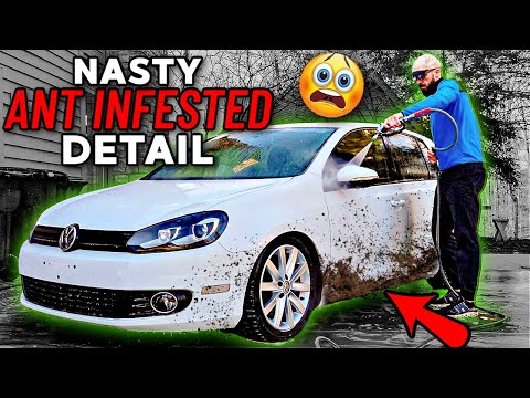 Deep Cleaning A NASTY ANT Infested Car! Car Detailing Restoration