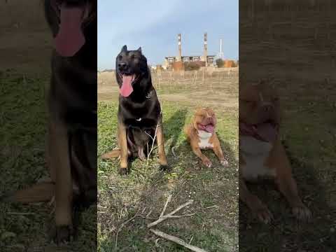اخطر ثنائي بيتبول & مالينوا ⚔️💯💪 #malinois #dog #malinoismonday #كلاب #pitbull #malinoislovers