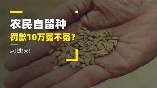 农民蔬菜庄稼自留种，是福还是祸？这种罚款冤不冤！