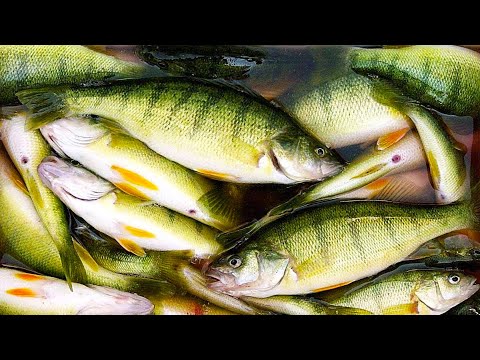 How To Catch & Cook Yellow Perch - Lake Michigan Field Trips Wisconsin