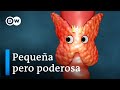 Comprendiendo la Tiroides