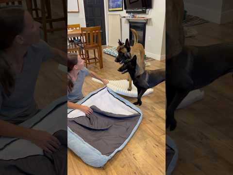 Dog Gets His Package From Lesure #doglover #smartdog #doghelp #lesuredogbed