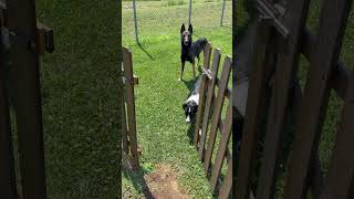 Ognuno aspetta il suo nome e Nhatalino non è l’ultimo 😂 #bordercollie #shetlandsheepdog #malinois